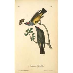   John James Audubon   24 x 40 inches   Arkansaw Flyc
