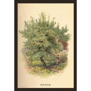  Buyenlarge 17601 6P2030 The Plum 20x30 poster