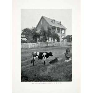  1906 Print Monrovia Liberia Africa Cattle Cows Calves 
