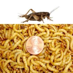 500ct Live Mealworms and 500ct Crickets 1 Wk Old 1/8 inch Combo (Free 