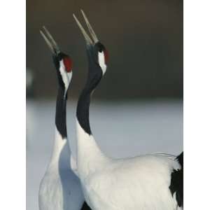 of Japanese or Red Crowned Cranes Give a Mating Call, Japanese Cranes 