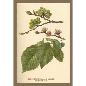  Fruit, Flower and Leaves from Wych Elm 20x30 Canvas