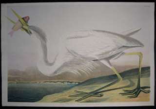 1860 Original Audubon Bien Print of Great White Heron  