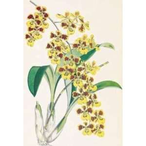  Oncidium Sarcodes artist W.H. Fitch 13x19