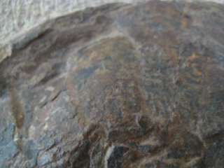 Asaphellus Stubbsi Trilobite   Lower Ordovician Morocco  