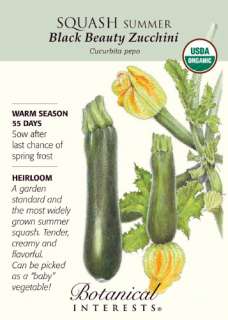 Black Beauty Summer Squash Zucchini Seeds 3g Organic  