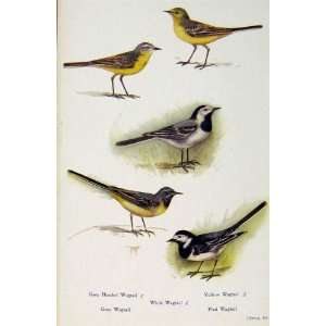    British Birds By W Foster Wagtail White Yellow Grey