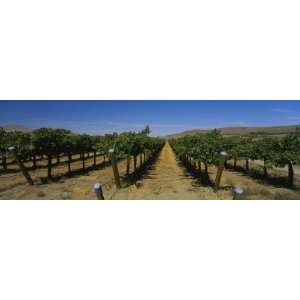  Vineyard on a Landscape, Red Mountain Appellation 