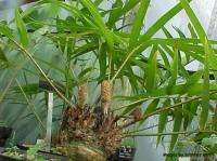 ZAMIA LODDIGESII   CYCAD   OVERGROWN 1 GALLON PLANT  