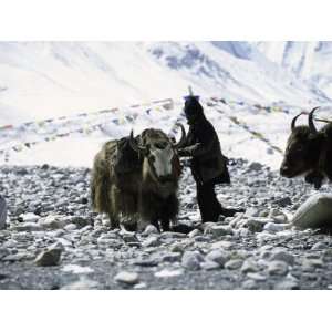 Yaks at Everest Base Camp, Tibet Premium Poster Print by Michael Brown 