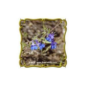  1/4 Lb   Blue Eyed Mary   Bulk Wildflower Seeds Patio 