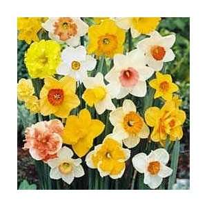  Hybridizers Daffodil Bargain Bag