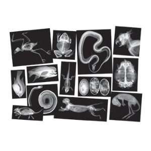  4 Pack ROYLCO INC. ANIMAL X RAYS 