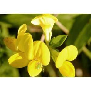   Seeds   Lotus corniculatus   700,000 Seeds Patio, Lawn & Garden