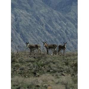  Group of Wild Burros in the Panamint Valley Animals 