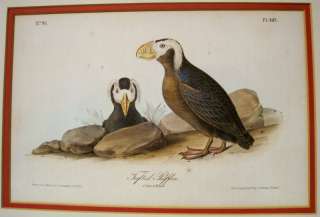 John James Audubon Tufted Puffin Lithograph 1844  