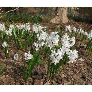  Lebanon Stripped Squill   25 Bulbs   Puschkinia Patio 