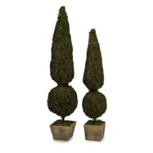   Sphere Shaped Mossy Topiaries Planted In Wooden Boxes