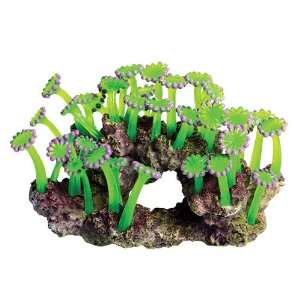  Zoo Polyp Rock   Green