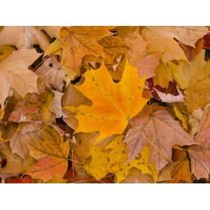  USA, Maine, Wiscasset, Autumn Leaves / Fall Colors 