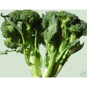  Rainbow Seeds® 200 Organic Broccoli Seeds Green Sprouting 