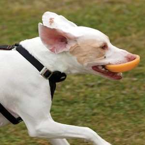  Winga Frisbee Dog Toy with Launcher   Frontgate Pet 