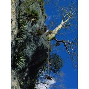 Two Cuban Men Practice Rapelling While Anchored to a Ceibon Tree 