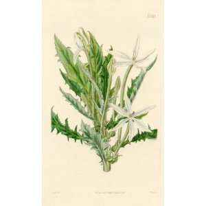 Curtis 1825 Antique Print of the Long Flowered Lobelia  