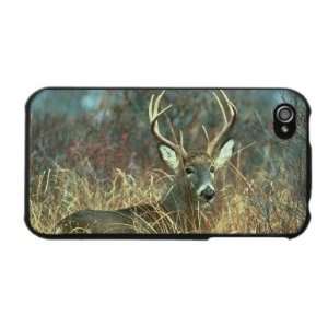  White Tail Deer Buck Hunting Photo Apple iPhone 4 4S Case 