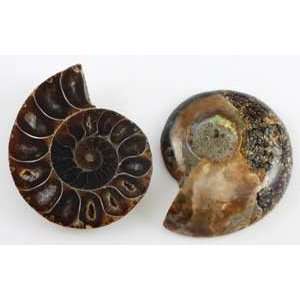 Ammonite Fossil Pair Wicca Wiccan Pagan Metaphysical Healing Religious 