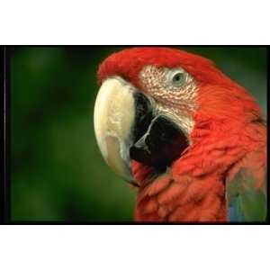   inch Close Up Animal Canvas Art Green winged Macaw
