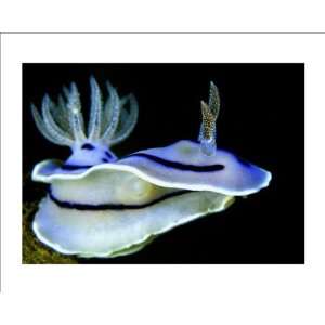  Glorious Sulawesi Blue Nudibranch by Glover Charles. Size 