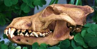 Wolf skull resin made TAXIDERMY replica  