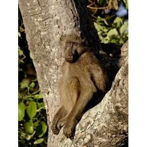  Baboon (Papio Ursinus) in a Tree, Kruger National Park, South Africa 