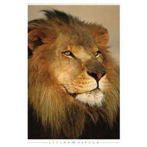 African Lion Poster Print 
