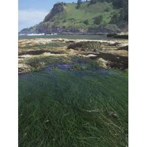  Surf Grass, Phyllospadix Scouleri, Pacific Coast of North 