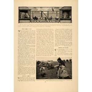  1906 Article Farming Agriculture Sheep Cow Poultry Pigeon 
