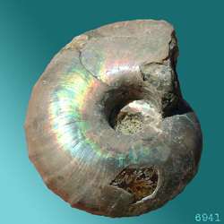 fossil ammonite RAINBOW opal green fire ammolite FLASH + FIRE 