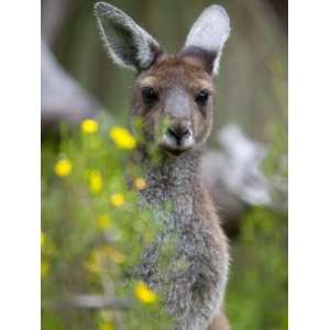 Western Gray Kangaroo (Macropus Fuliginosus), Yanchep National Park 