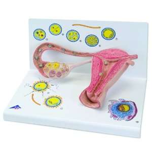 3B Scientific L01 Stages of Fertilization and of The Embryo, 2 Times 