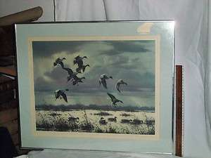 Harry Curieux Adamson Sky Whippets Pintails  
