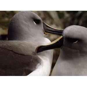 Pair of Gray Headed Albatrosses Nuzzling and Courting Photographic 
