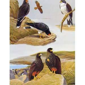 Eagles Hawks & Falcons Carunculated Caracara Birds