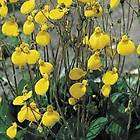 GOLDCAP CAOCEOLARIA BIFLORA 30 SEEDS 30 SEEDS LOVELY