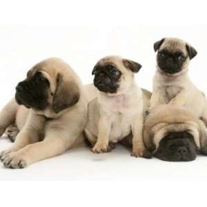  Fawn Pug Pups with Fawn English Mastiff Puppies Premium 