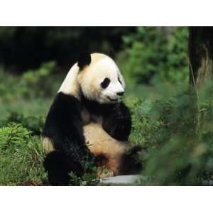  A Giant Panda Smelling a Flower, National Zoo, Washington 