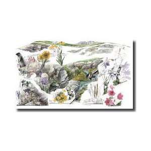   Wildflowers In Americas Alpine Tundras Giclee Print