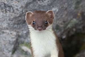 Weasel Taxidermy Reference Photo Cd  