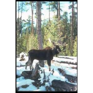  12X16 inch North American Deer Canvas Art Moose In Winter 