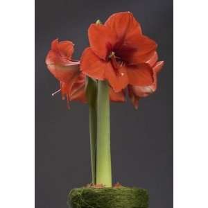  Amaryllis Red Lion red 5_bulbs Patio, Lawn & Garden
